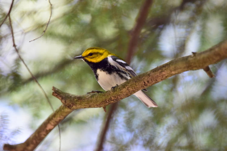 Black throated green warbler sitting on a branch