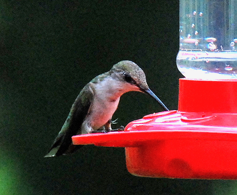Ruby-throated hummingbird at feeder in August