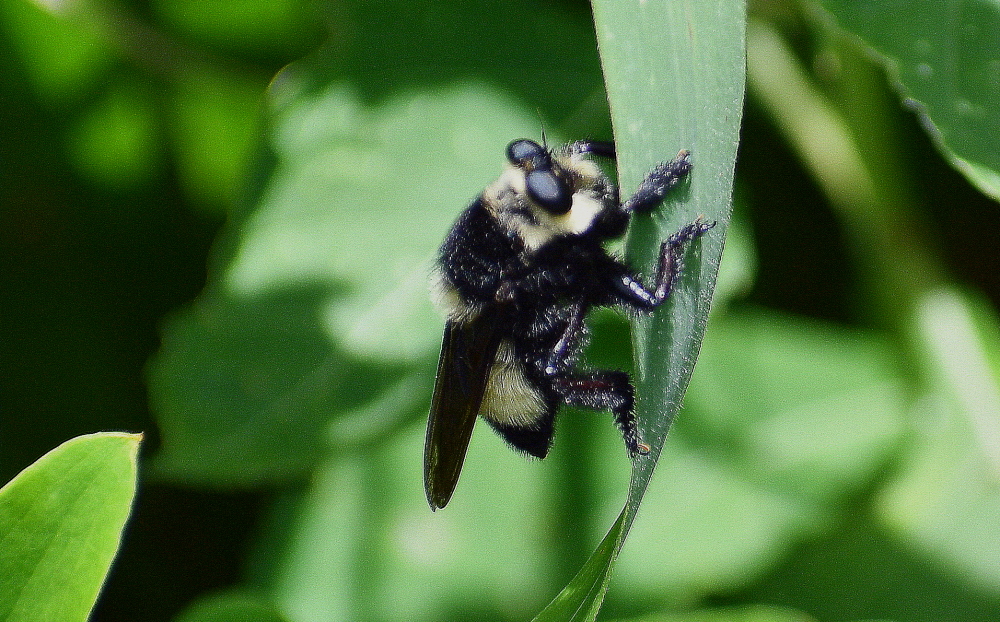 A fluffy bee with long black wings sits on a leaf.