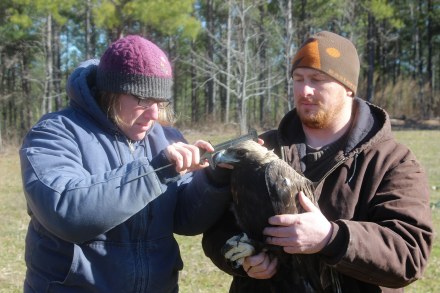 Researchers with golden eagle. Credit: Devil's Backbone Hunting Club
