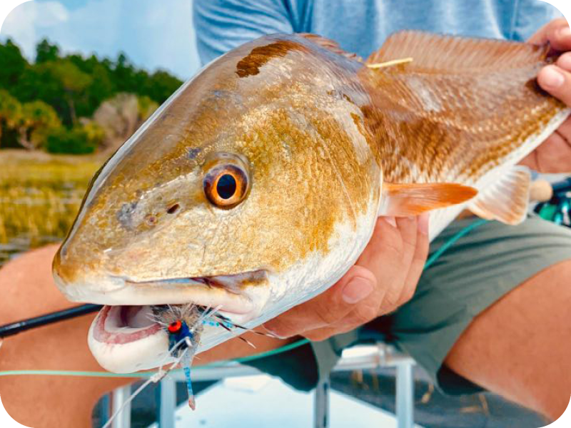 Tagged Fish