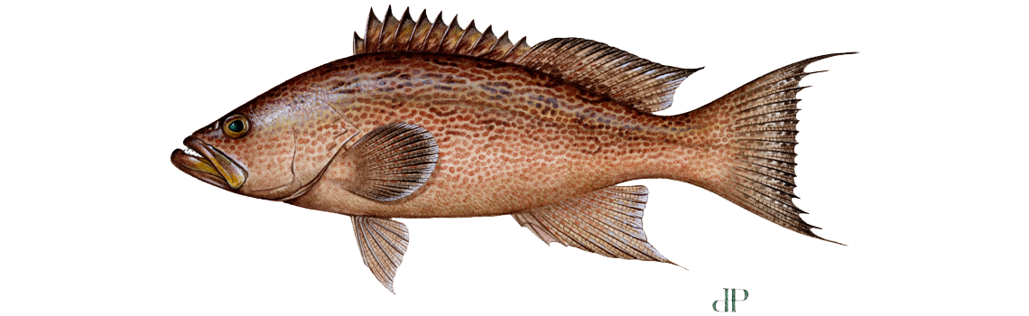 Grouper, Scamp Grouper, Scamp