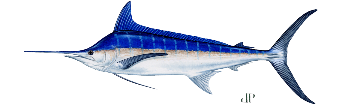 Marlin, Blue Marlin, Blue