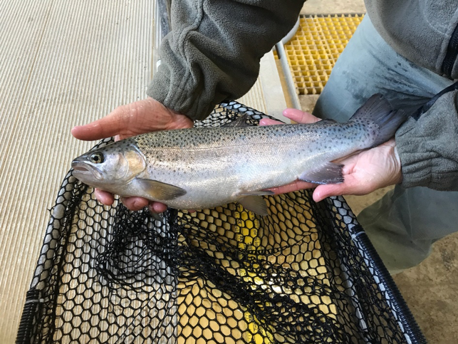 Trout Fishing  Department Of Natural Resources Division