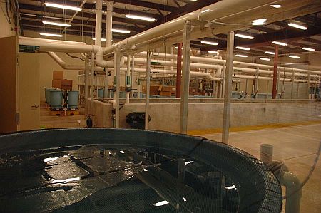 Indoor View of Hatchery Operations