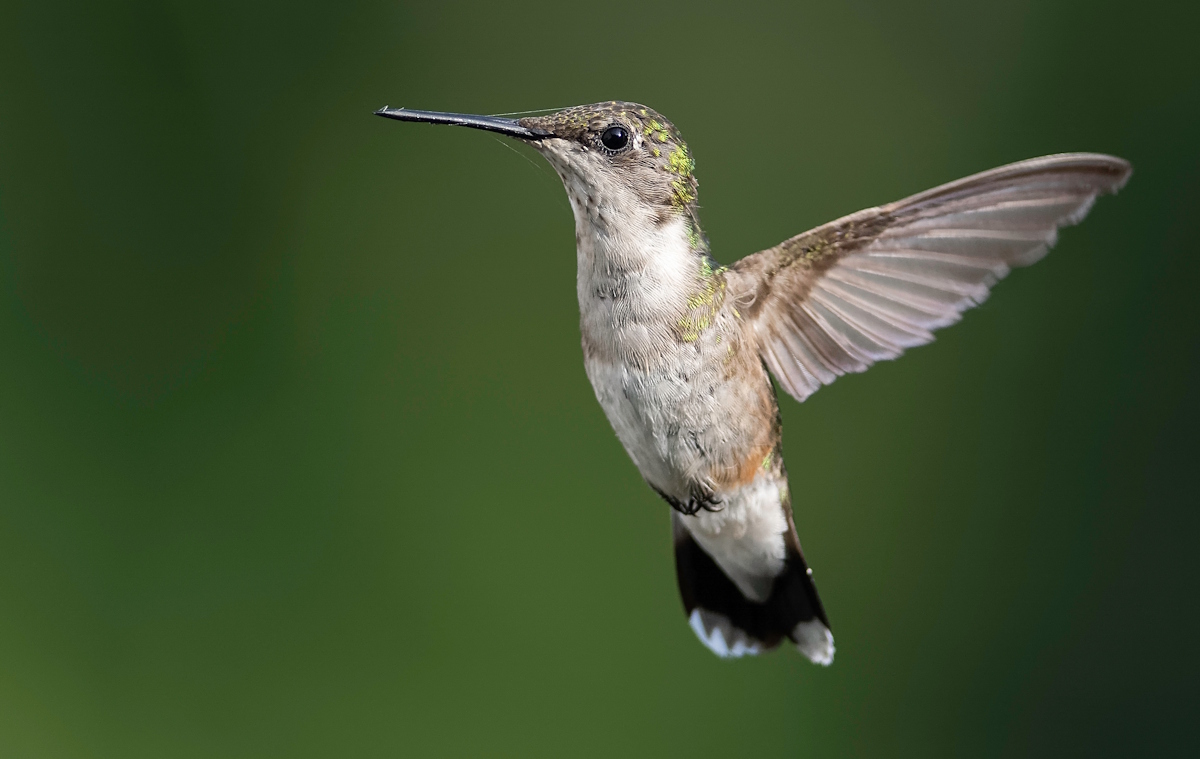 Ruby-throated hummer with spider web on its face, in flight.