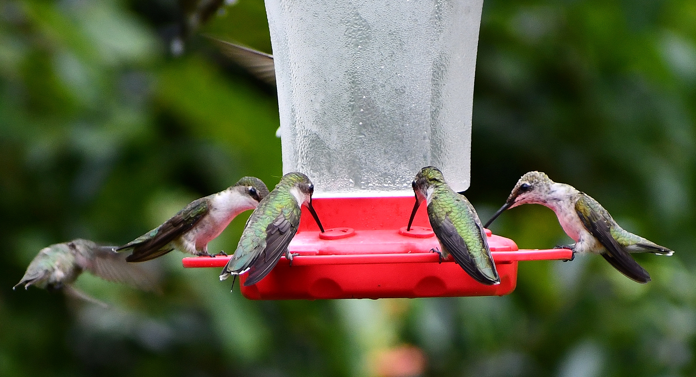 Fout hummingbirds drinking from a red hummingbird feeder