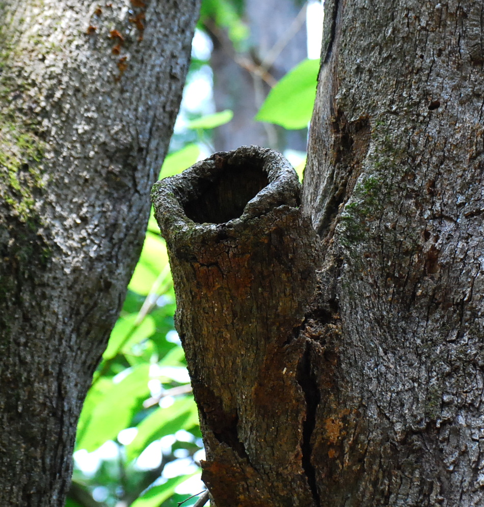 A cavity in a tree trunk.
