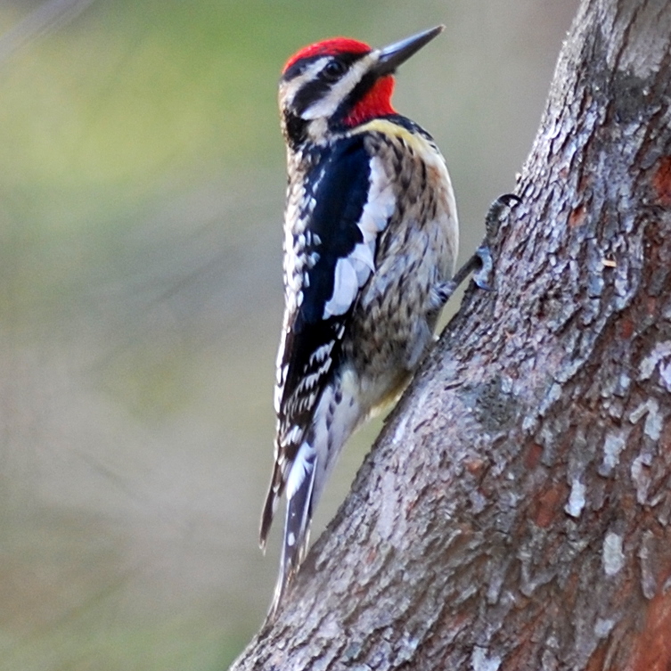 Yellow-bellied sapsucker perches on a tree.