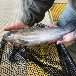 Trout Being Held