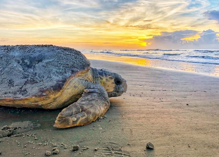 Loggerhead Sea Turtle Tutle lays on the beach sand in the sunset
