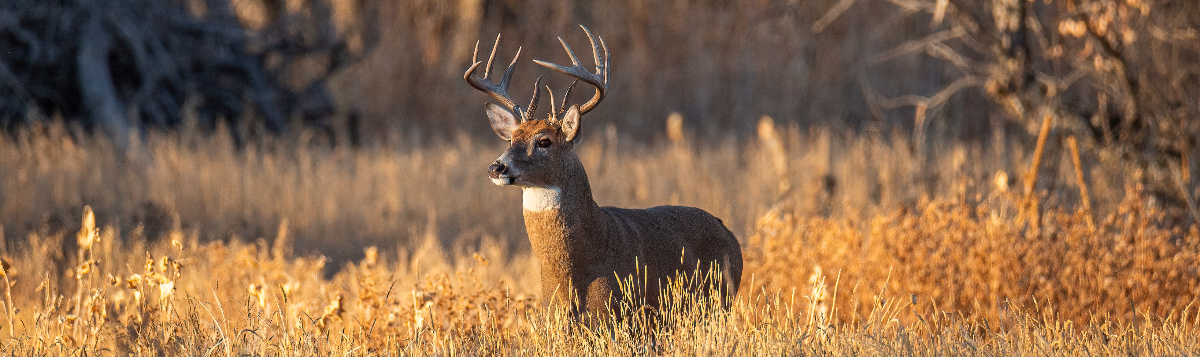 White-tailed buck standing in a field of dry grass at sunrise.